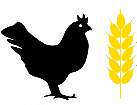 iO Chook Wheat 20kg