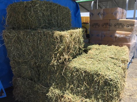 Lucerne Hay