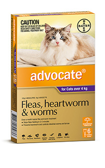 Advocate Cat large 3's